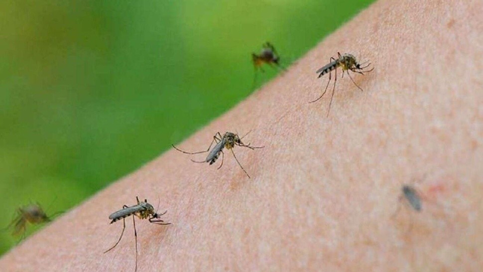 Hay una importante invasión de mosquitos en nuestro país pero hay trampas para eliminarlos (Imagen ilustrativa).