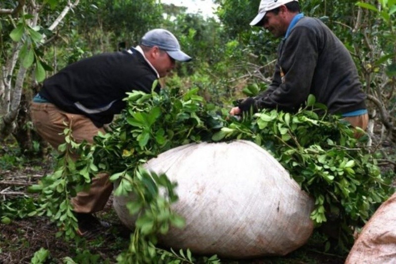  El sector primario padece un brutal desplome de los precios de la hoja verde.