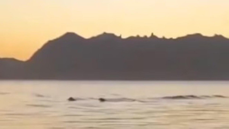 Nahuelito fue visto por un grupo de jóvenes (Captura de video).