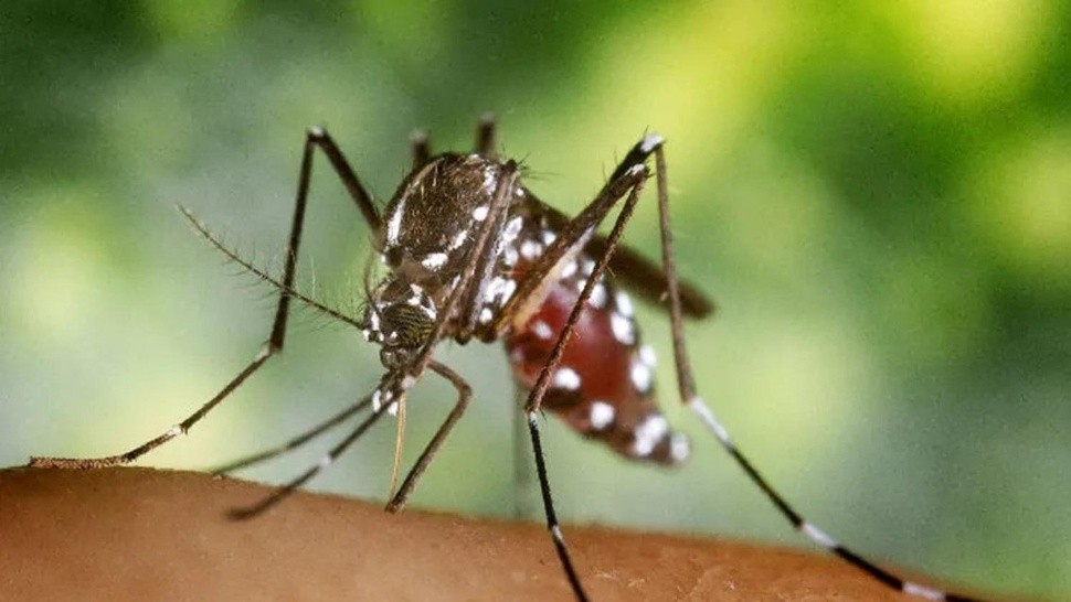 El Aedes Aegypti es el tipo de mosquito que transmite el dengue.