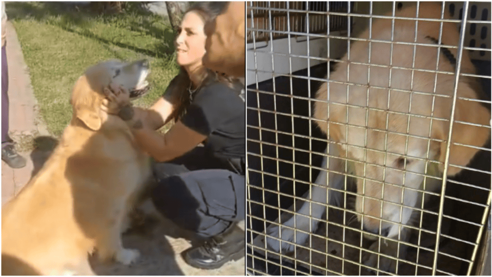 Una mujer en La Plata fue denunciada por sus vecinos, luego de que averiguara en distintas carnicerías cuánto le cobraban por faenar a su perro.