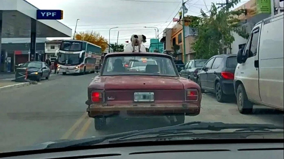 De no creer: un perro viajó en el techo de un auto por las calles de La Plata.