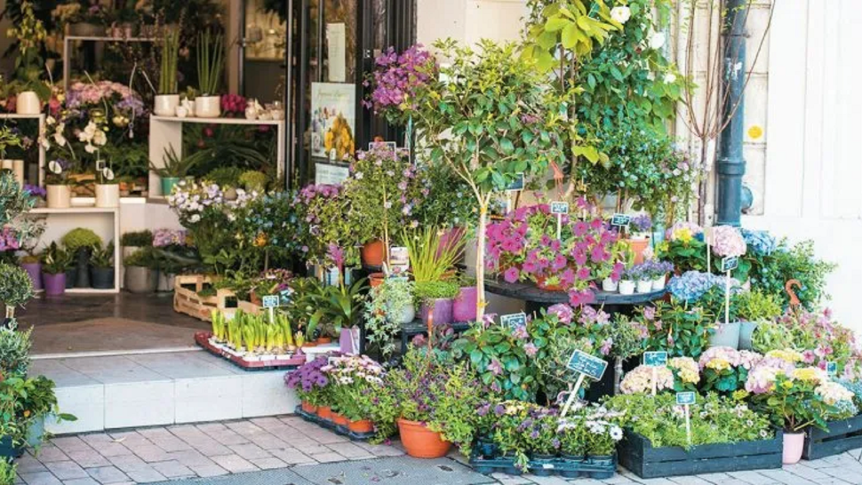 Por qué recomiendan no tener una de las plantas más bellas que existen.