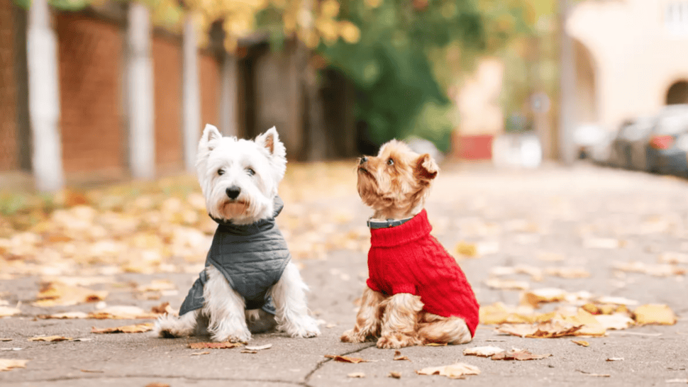 Multas millonarias por no levantar el excrementos de tus mascotas en un municipio de la provincia de Buenos Aires