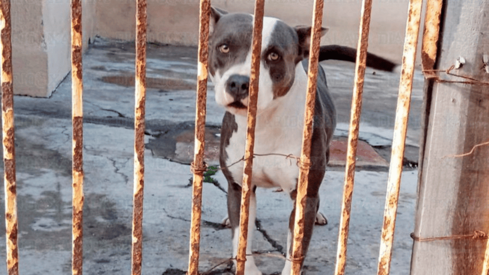 Uno de sus perros atacó a una vecina y la amenazó.