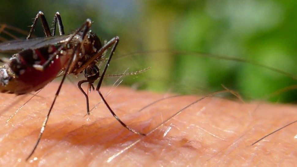 Dengue en Argentina: cómo sigue la situación epidemiológica.