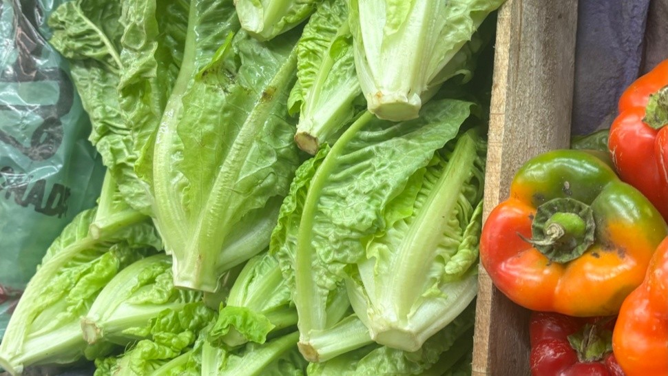 HABRÁ POCA LECHUGA, AL IGUAL QUE OTRAS VERDURAS, POR UN TIEMPO.