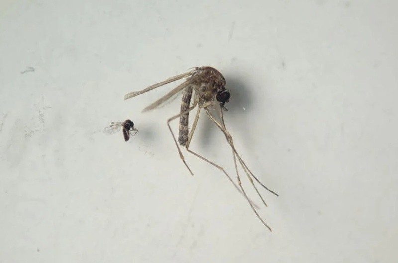  Diferencias entre el mosquito que transmite el dengue y el que es vector de la fiebre oropuche.