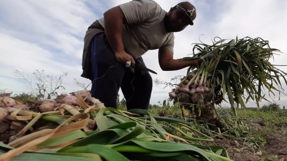 Se dispararon las exportaciones mendocinas en el primer semestre.