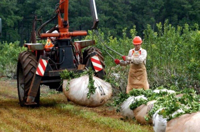  La medida se implementó en un contexto de una caída del 14 % en el consumo por el encarecimiento del producto,