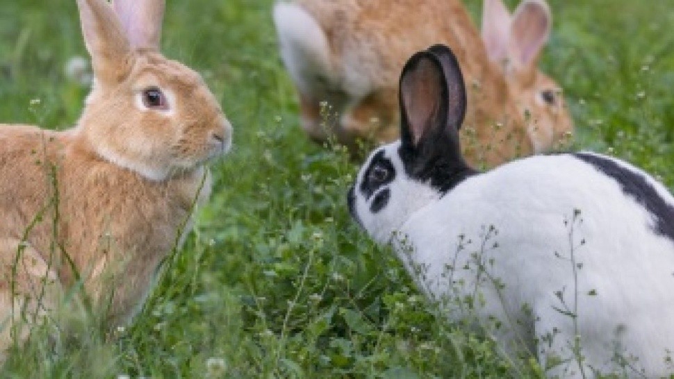 Para la importación de conejos, se deben cumplir algunos requisitos (Imagen ilustrativa).