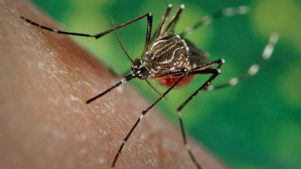 El Gobierno de la Ciudad no vacunará contra el Dengue a los mayores de 60 años.