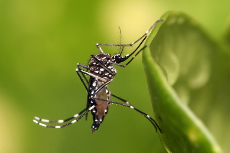 Aedes aegypti, el mosquito transmisor de la enfermedad.