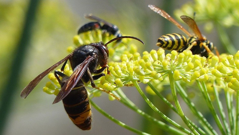 La especie que mató a la mujer se llama avispa asiática (Imagen ilustrativa).