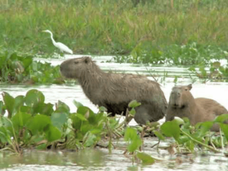 Conocé la fauna y flora de Tigre. 