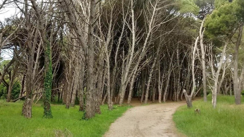 El bosque energético es visitado en reiteradas ocasiones por turistas.