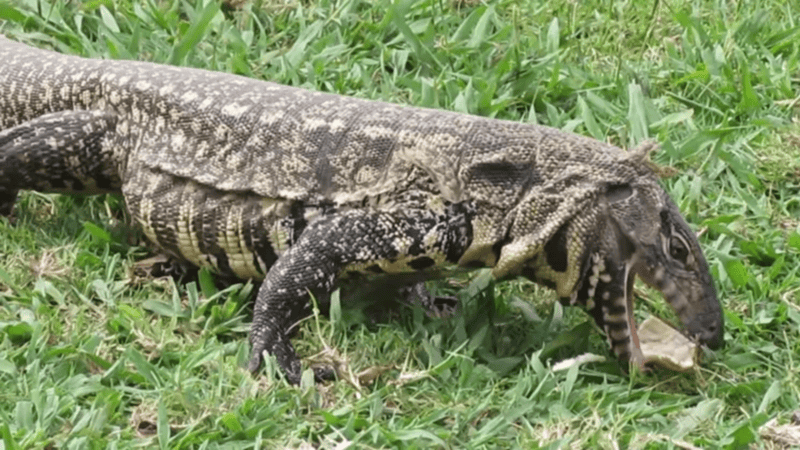 Conocé animales de todo tipo en la Reserva Natural del Pilar. 