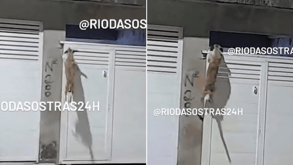 El perro saltarín que sorprendió a vecinos de San Pablo, Brasil.