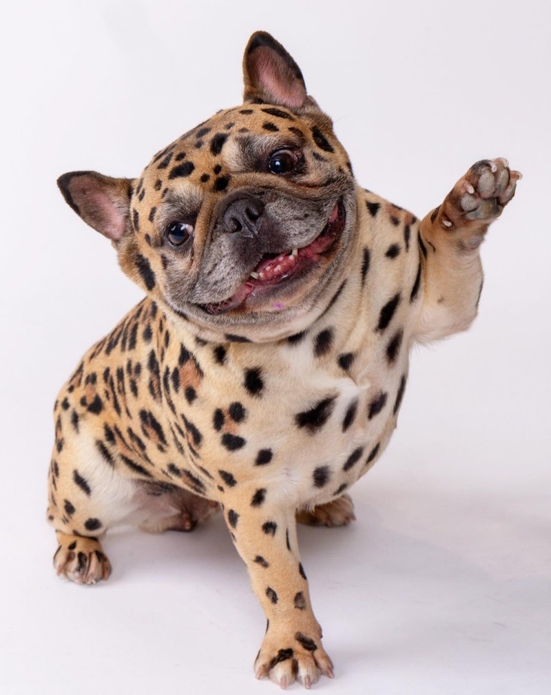 El perro convertido en un 'Leopardo'.