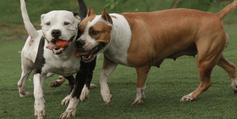 Los feroces animales hirieron a las víctimas. 