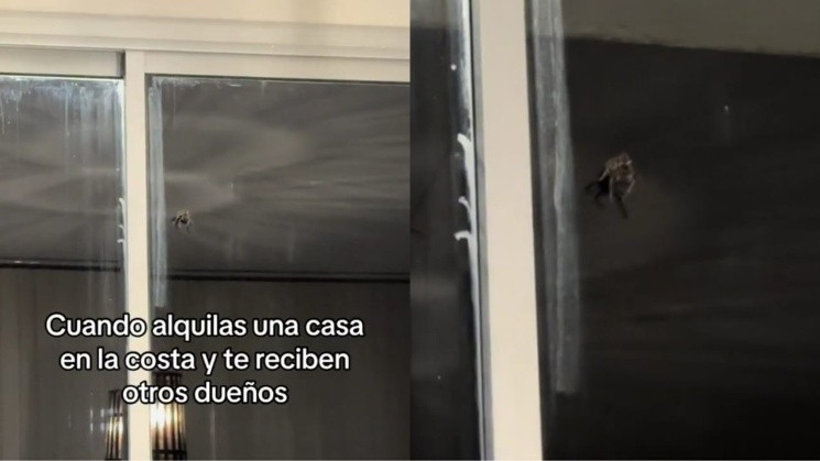 Las chicas encontraron una araña muy grande que rápidamente despertó el pánico entre ellas (TikTok/@aliaschipi).