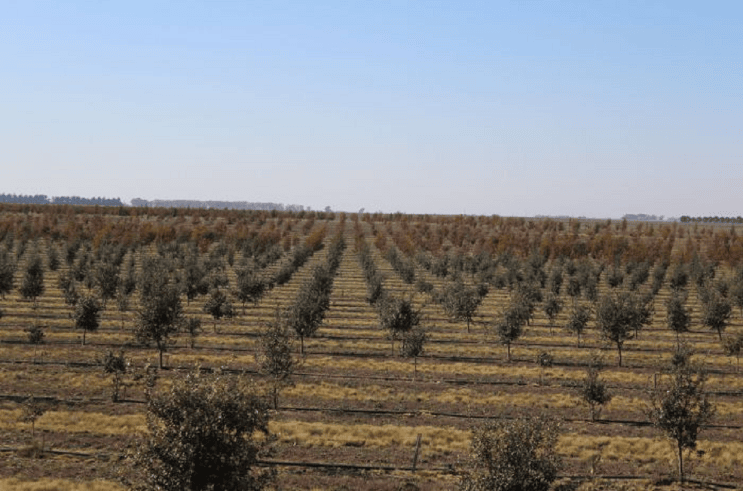 El campo de producción de trufas negras ubicado en Espartillar.