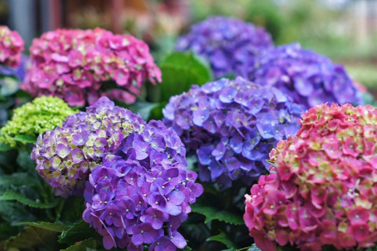 Las bellas hortensias.