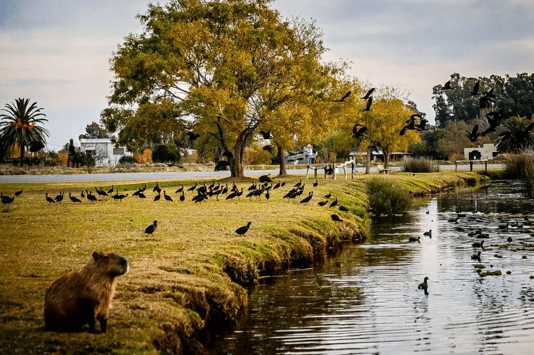 La naturaleza y la fauna de   <a href='https://www.cronica.com.ar/tags/Las Flores'>Las Flores</a>.