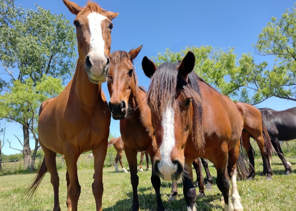 Manzanares: tierra rural para desconectar. 