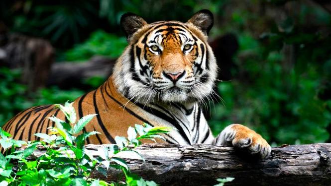 La población de tigres de Sumatra no supera los 600 ejemplares, según el Ministerio de Medio Ambiente y Bosques.