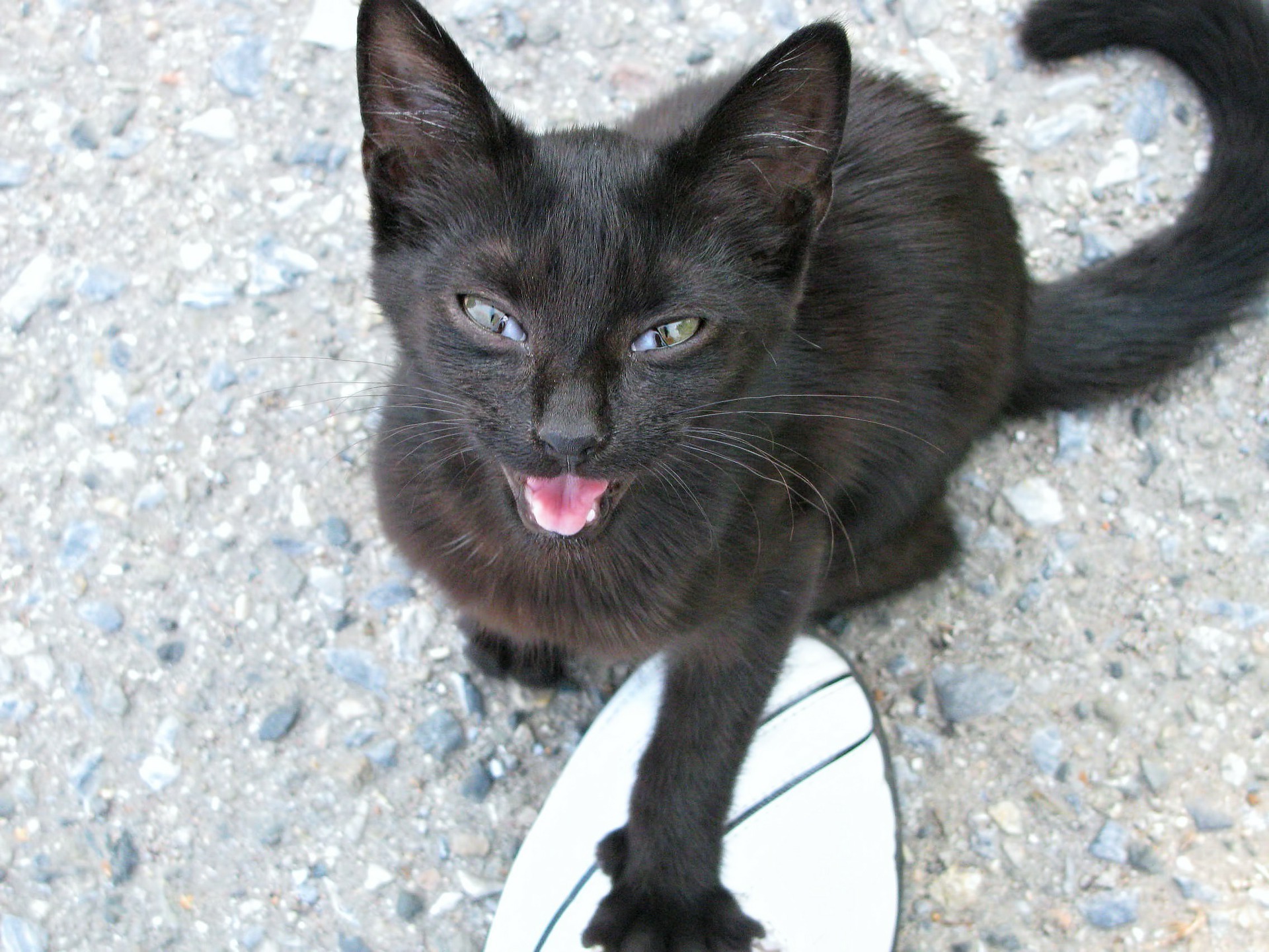 Se suele recomendar alejarse de los gatos negros en esta fecha (Imagen Ilustrativa). 