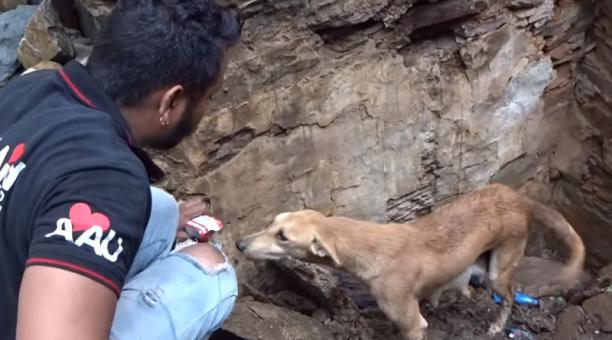 La perra permaneció junto a los cachorros en todo momento (Captura de video). 