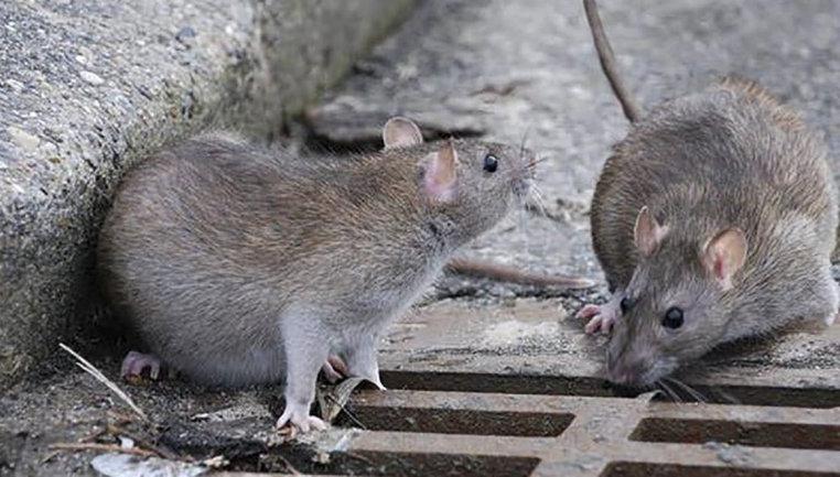 Las ratas aparecen ahogadas en los lagos Espejo, Correntoso y Nahuel Huapi. (Foto ilustrativa)