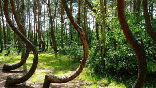 Las extrañas figuras de árboles deformes, en los bosques rumanos. 