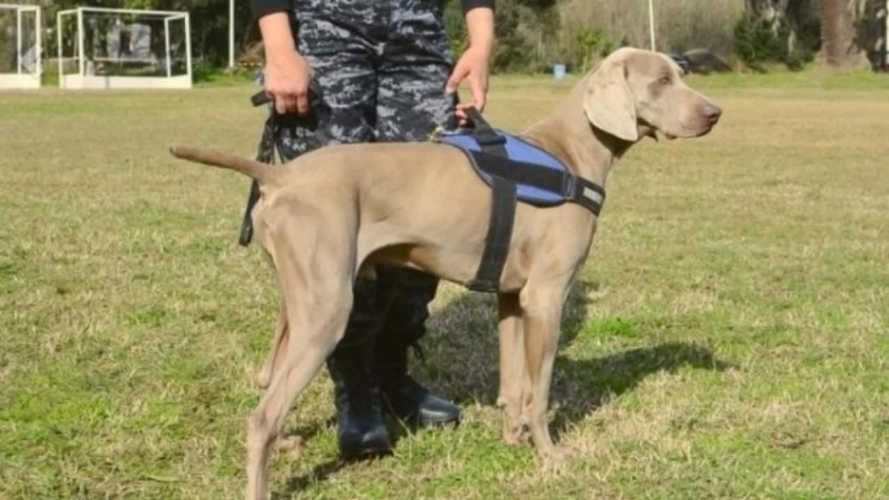 Bruno, el perro especialista de los Bomberos de Escobar.