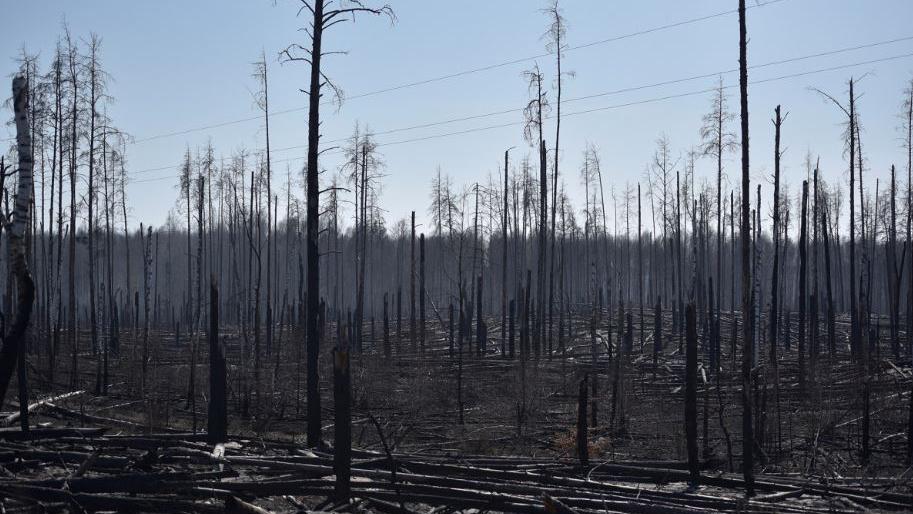 Antes que llegue a la zona de radiación, apagaron el incendio forestal en Chernobyl