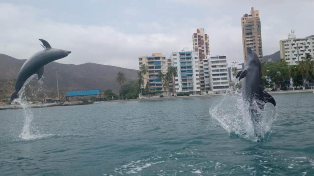 Los delfines protagonizan un inédito y maravilloso espectáculo en las costas de Santa Marta, Colombia.