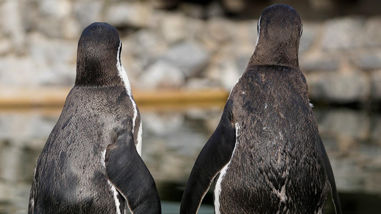 Los pingüinos disfrutaron de un momento juntos después de la tragedia que sufrieron  (Imagen ilustrativa).