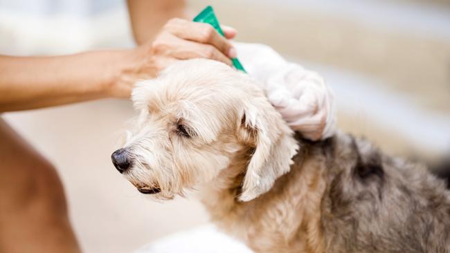 La pipeta antipulgas para mascotas, un líquido perjudicial para la salud de los humanos.