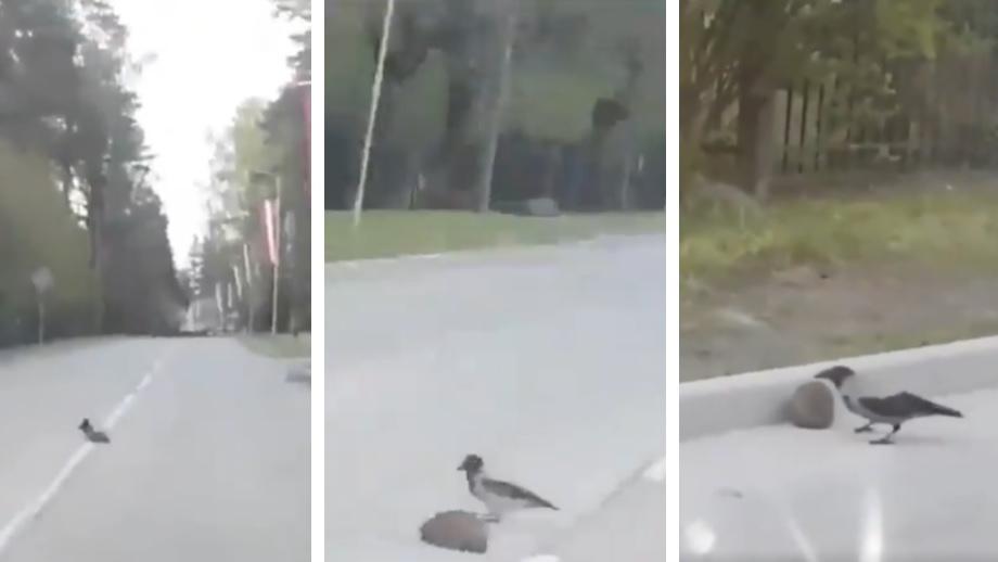 Así ayudó al pájaro a evitar que sea atropellado el erizo. (Captura video).