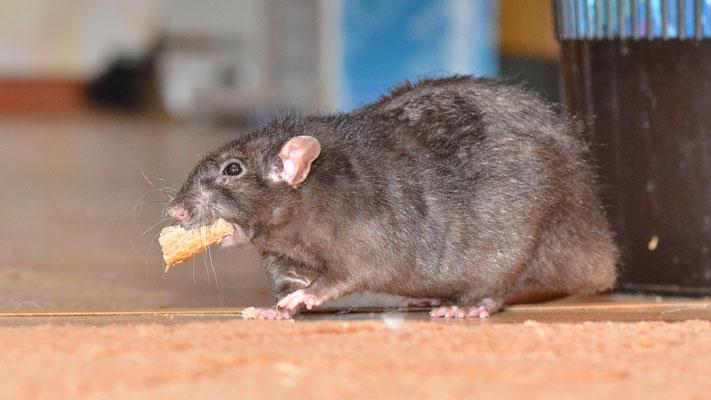 La ANMAT prohibió una marca de harina porque caca de ratas en la fábrica.