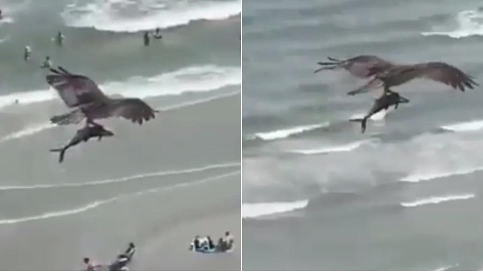 Esta especie posee unas fuertes garras para sujetar a sus presas. (Captura de video)