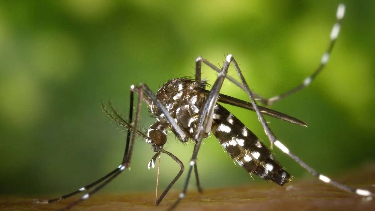 El dengue tiene un potente compañero: con el Covid 19 se potencian los riesgos.