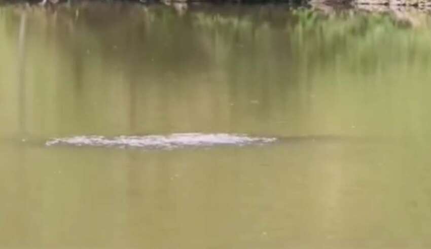 Hace tan solo unos días, un hombre que paseaba por el lugar, filmó una extraña figura en el lago.