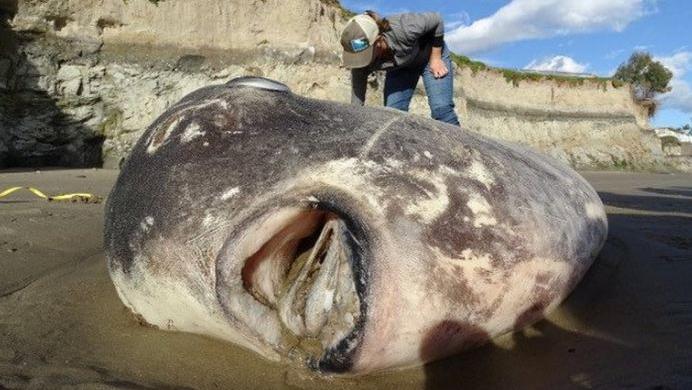 El animal fue descubierto en la localidad australiana de Kennett River (Twitter).