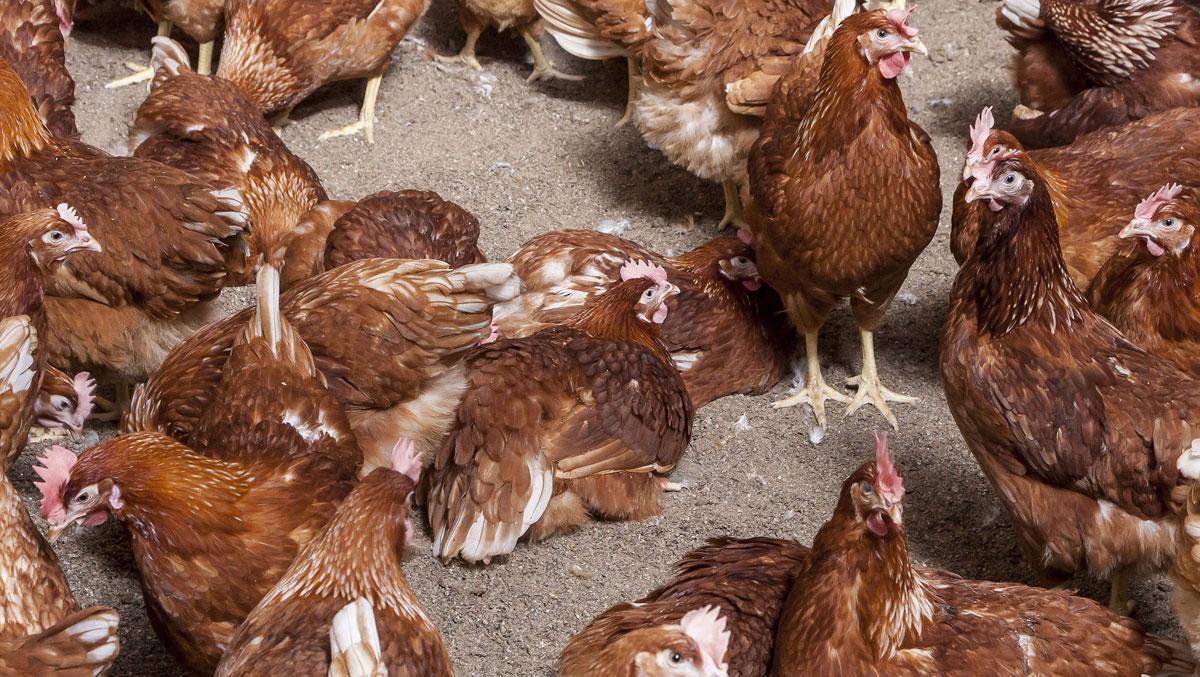 El individuo confesó haber relaciones sexuales con gallinas (imagen ilustrativa).