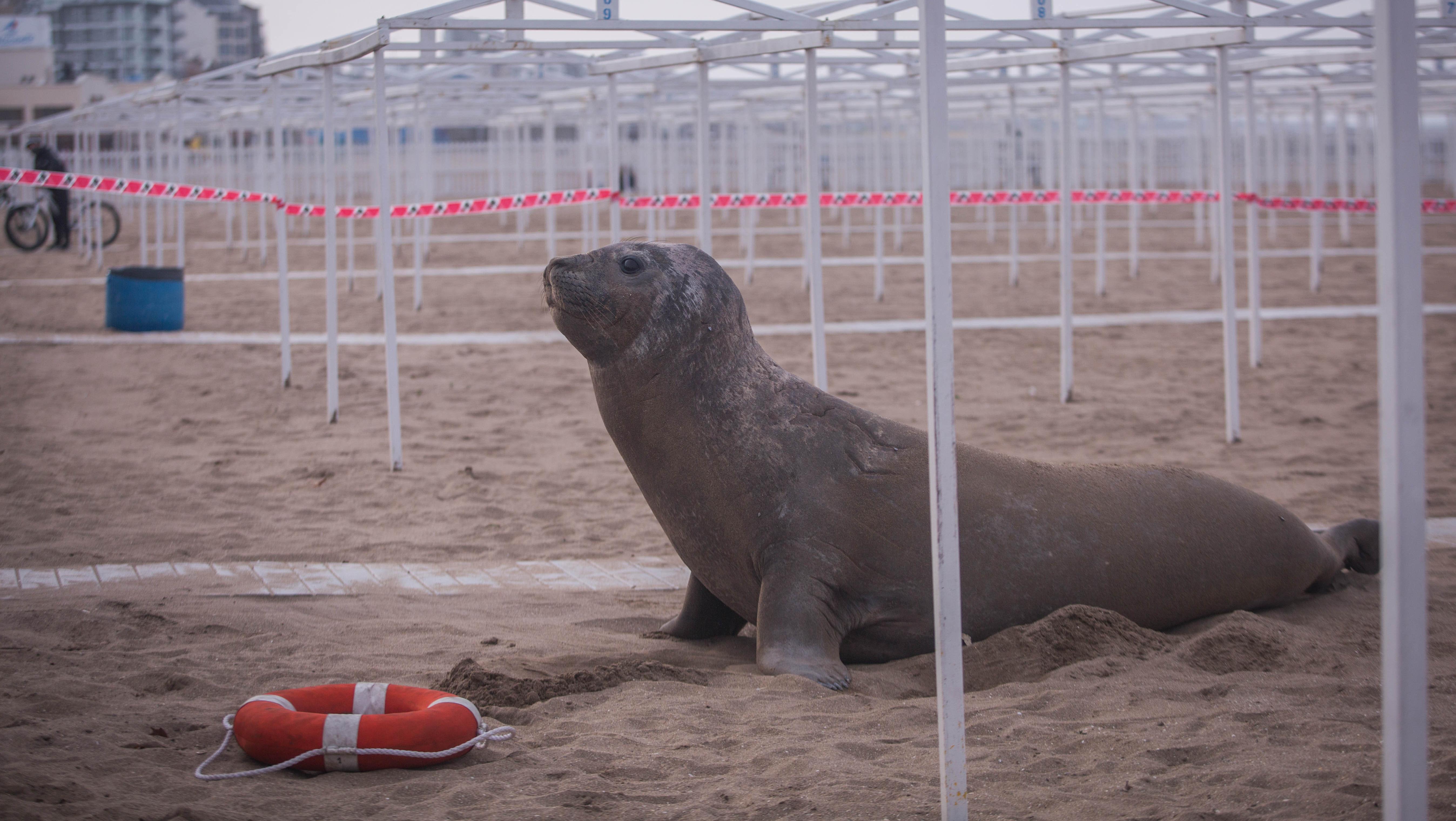 Mar del Plata: sorpresa por elefante marino que apareció en la playa La Perla. (Télam)