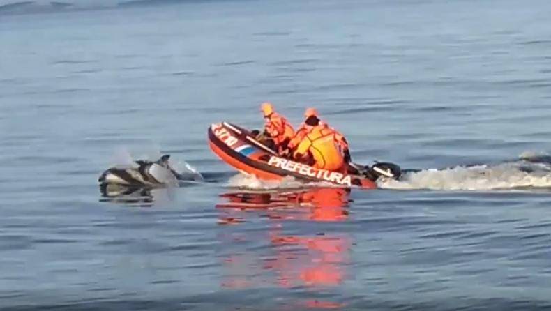 Así delfines australes 