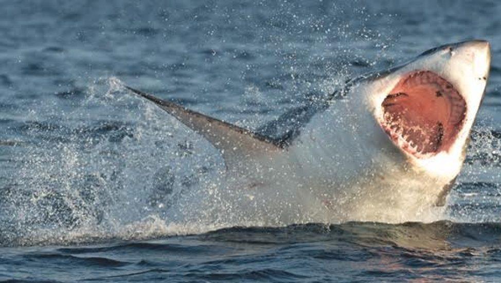 Los tiburones blancos suelen utilizar la técnica del salto para cazar animales veloces (imagen ilustrativa).