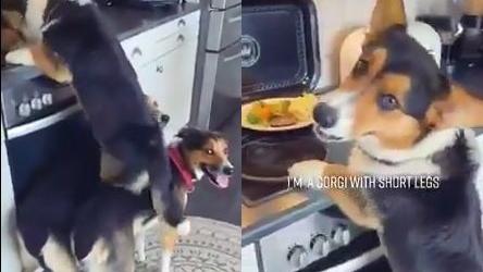 Los perros se volvieron furor en TikTok gracias a su trabajo 